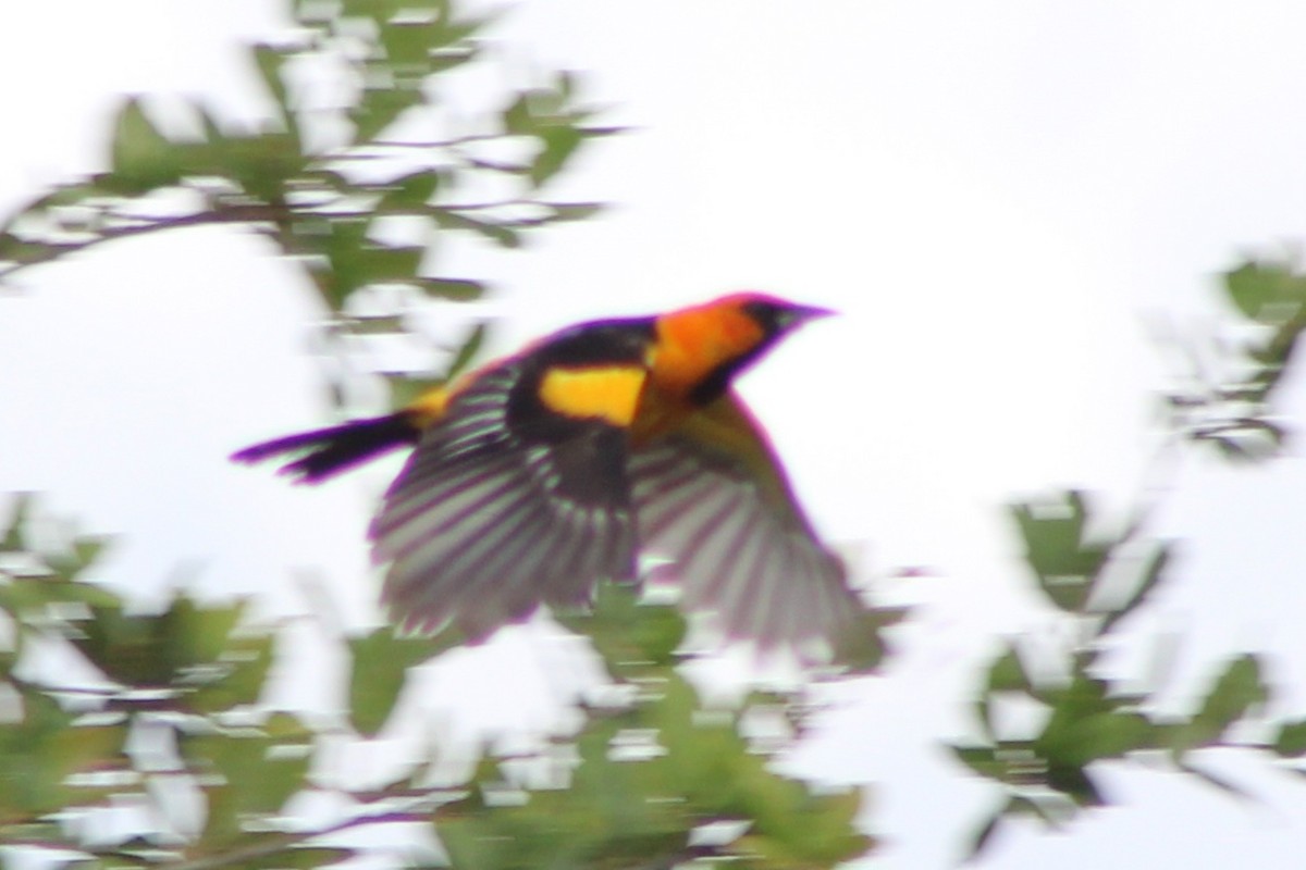 Spot-breasted Oriole - ML639051073