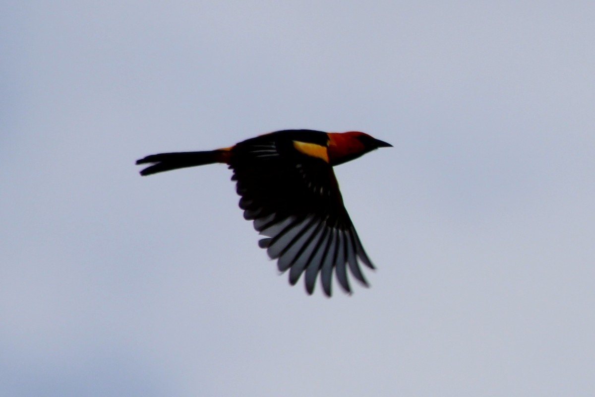 Spot-breasted Oriole - ML639051074