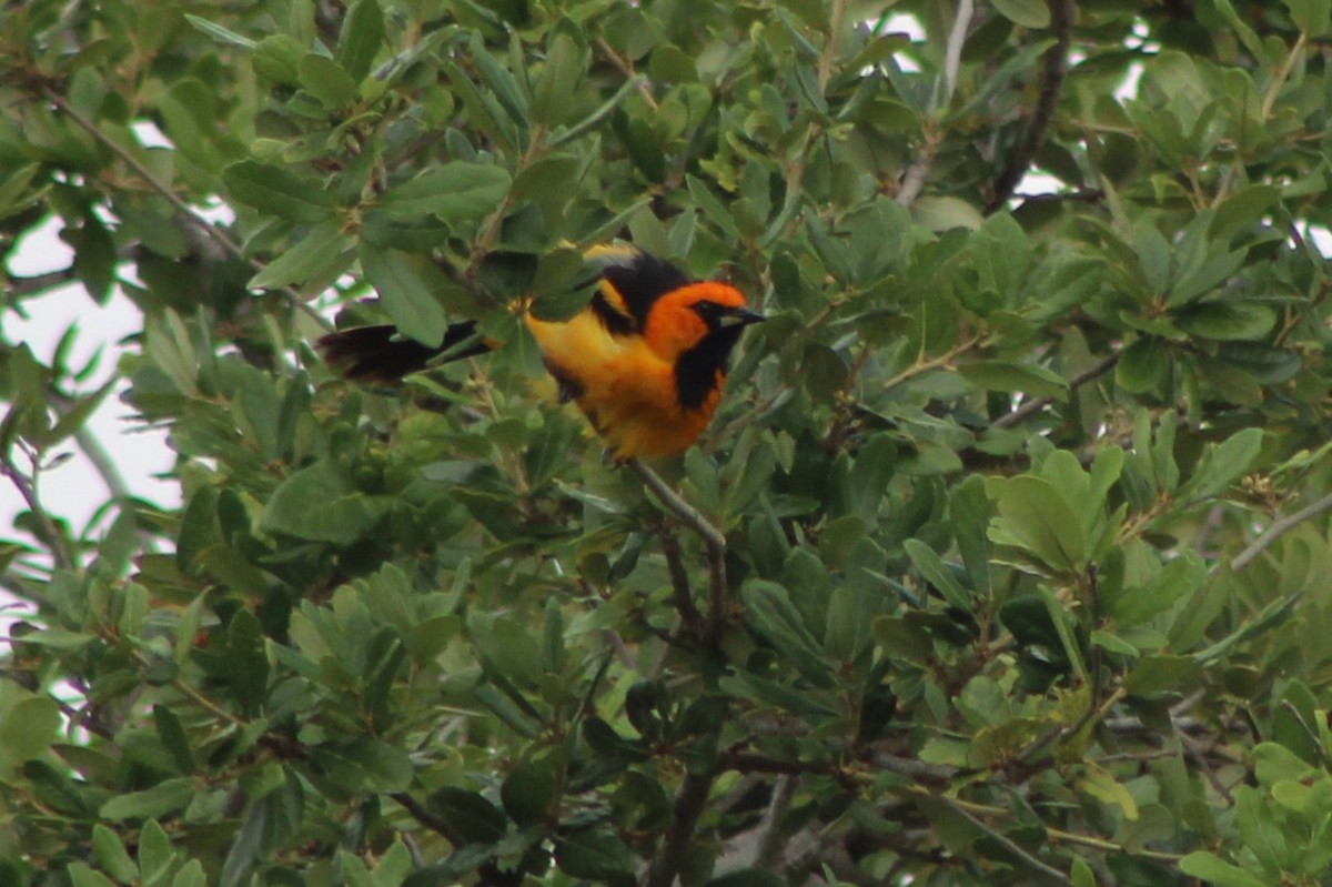 Spot-breasted Oriole - ML639051075