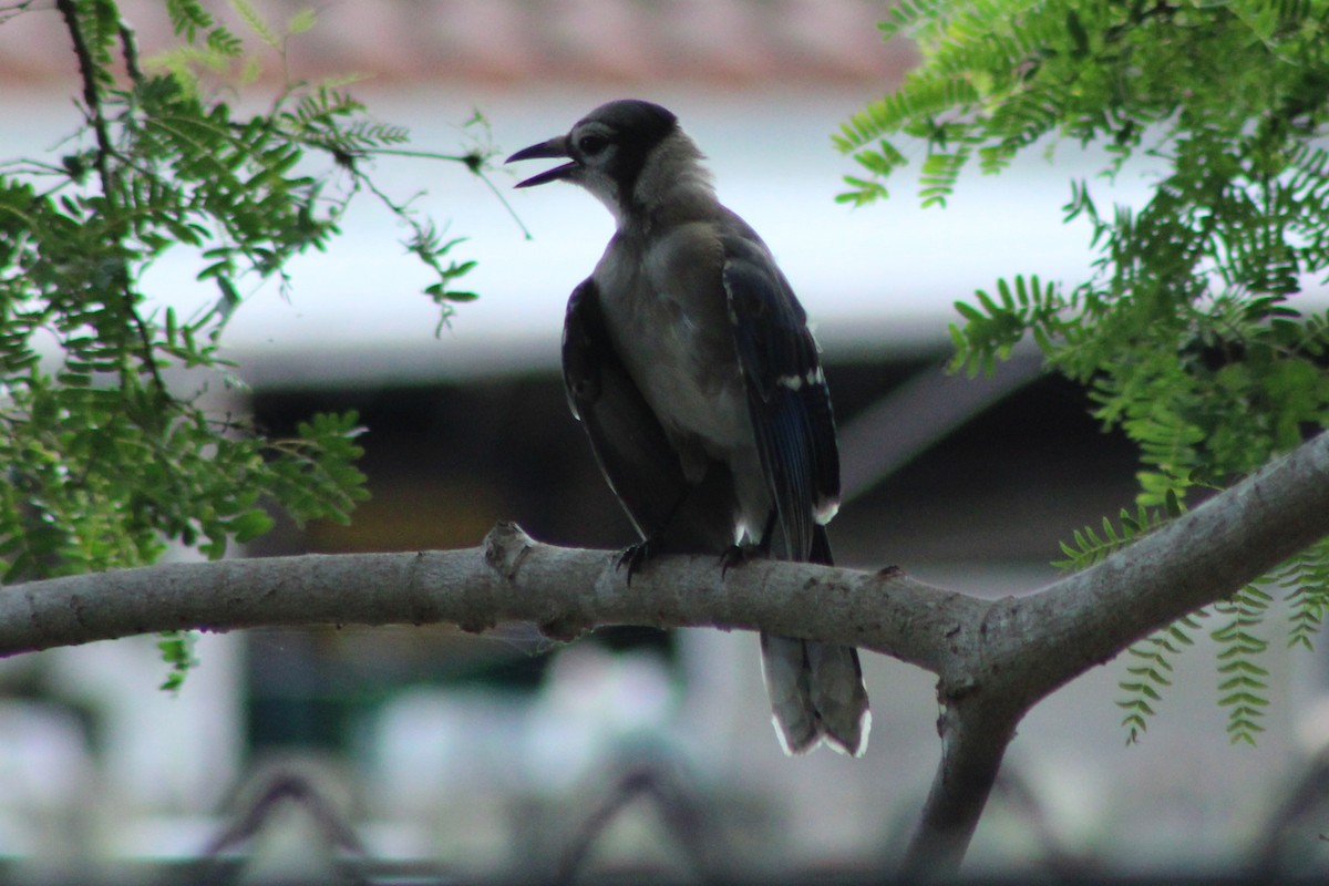 Blue Jay - ML639051090