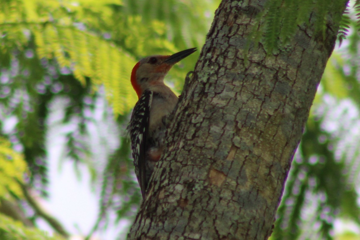 Red-bellied Woodpecker - ML639051094