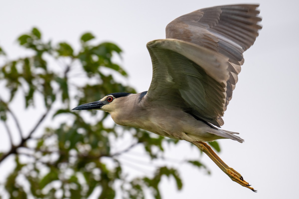 Ногоовор зашин - ML639051104