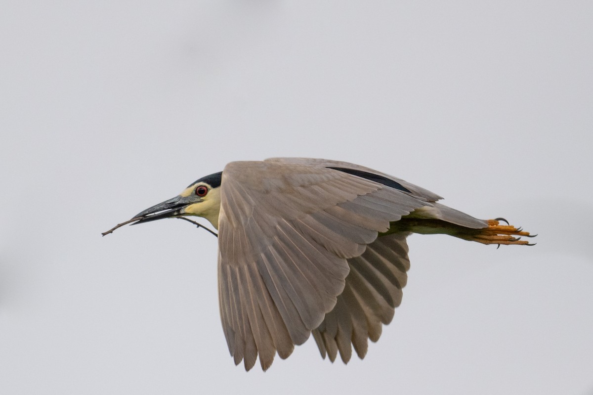 Ногоовор зашин - ML639051105