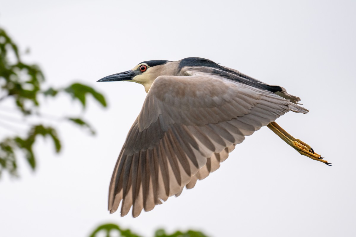 Ногоовор зашин - ML639051107