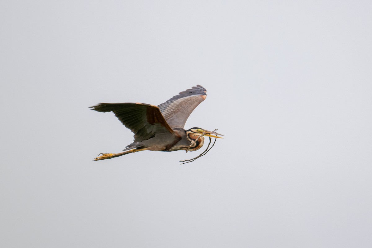 Зээрд дэглий - ML639051110