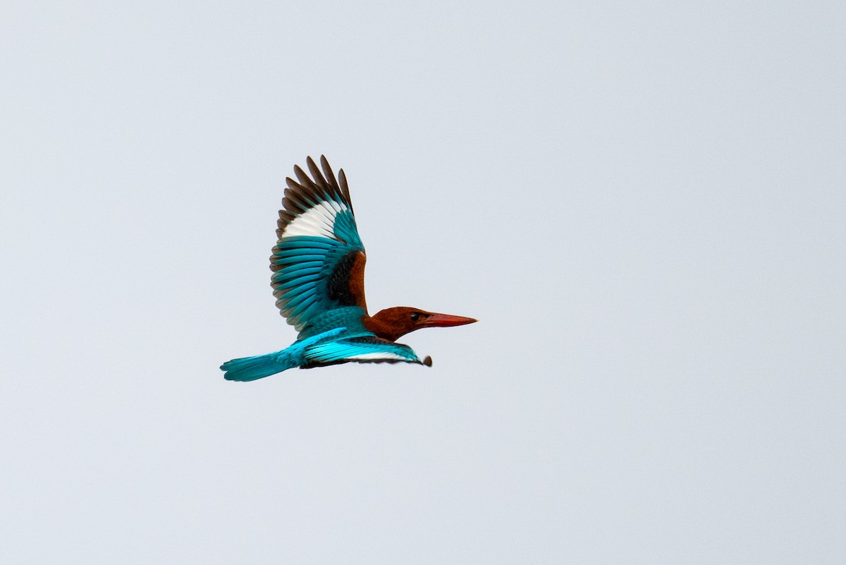 White-throated Kingfisher - ML639051117