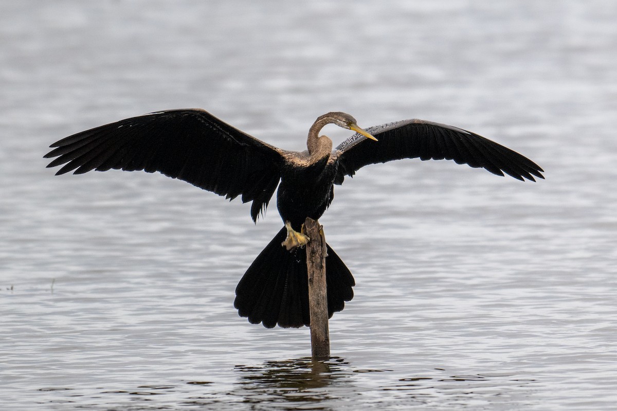 Oriental Darter - ML639051127