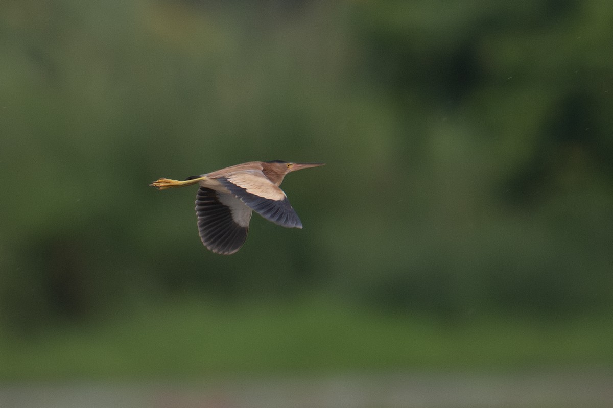 Yellow Bittern - ML639051149