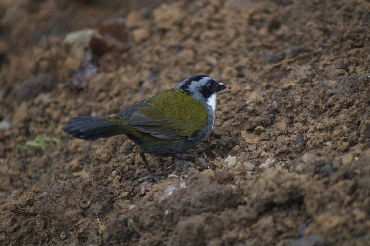 Gray-browed Brushfinch - ML639051178