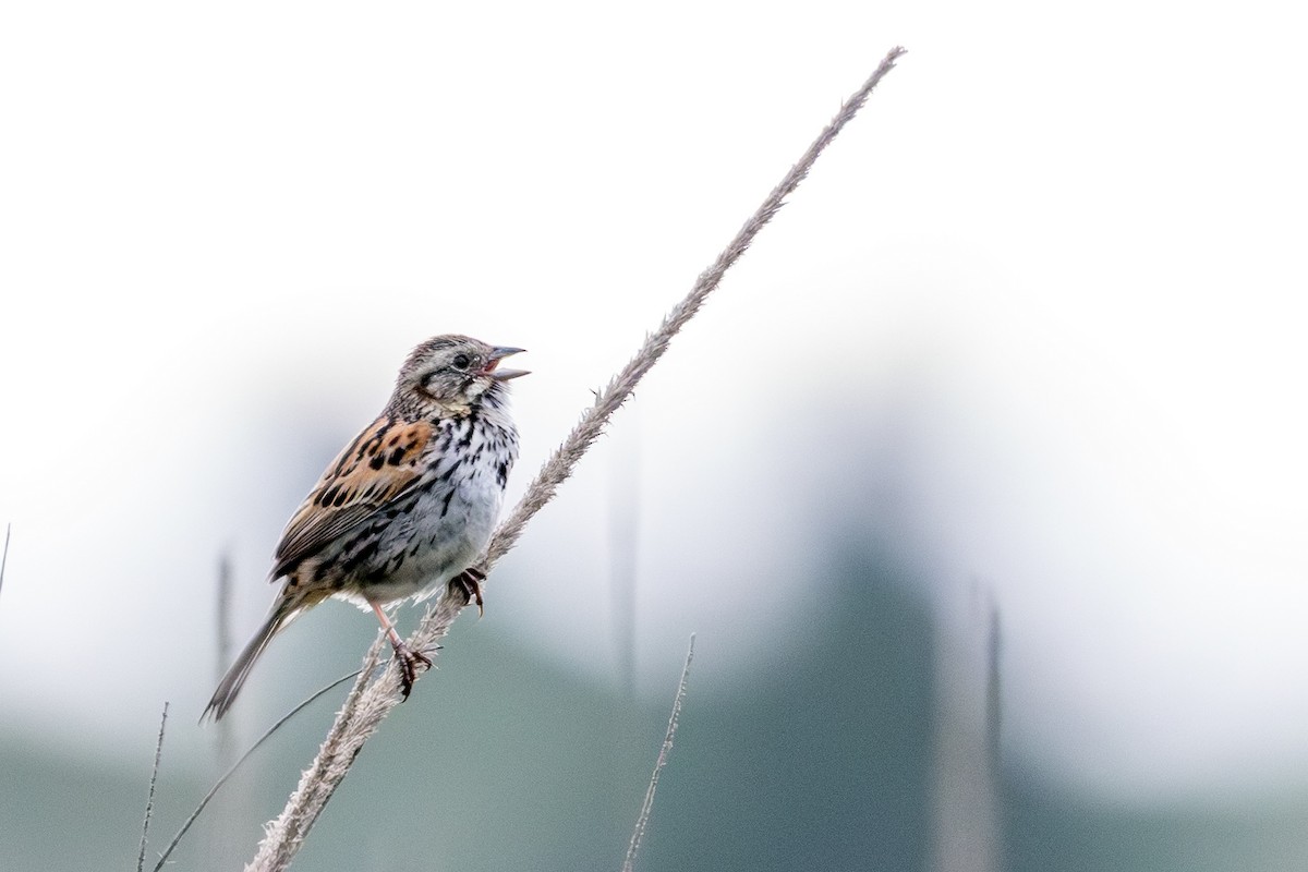 Bruant des sierras - ML639051182