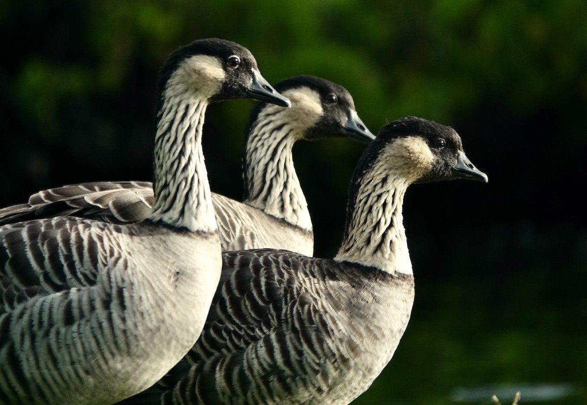 Hawaiian Goose - ML639051209