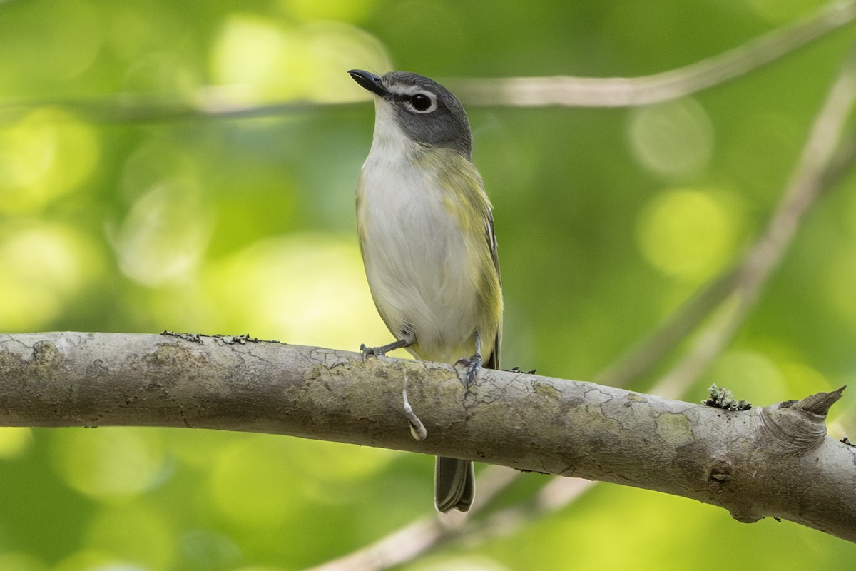 Blue-headed Vireo - ML639051216
