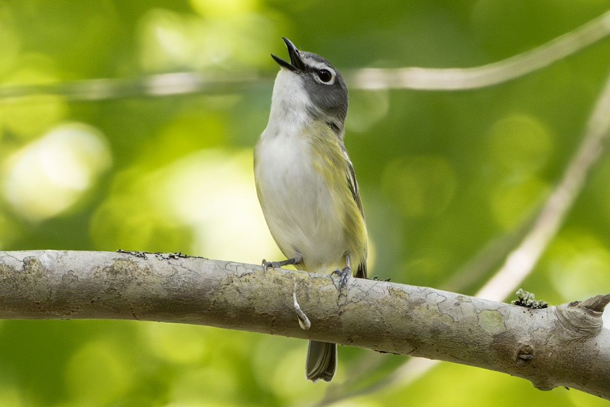 Blue-headed Vireo - ML639051217