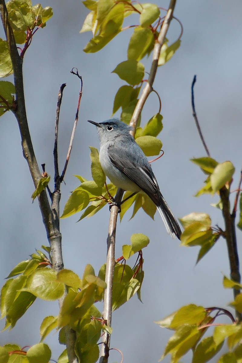 Blue-gray Gnatcatcher - ML639051332