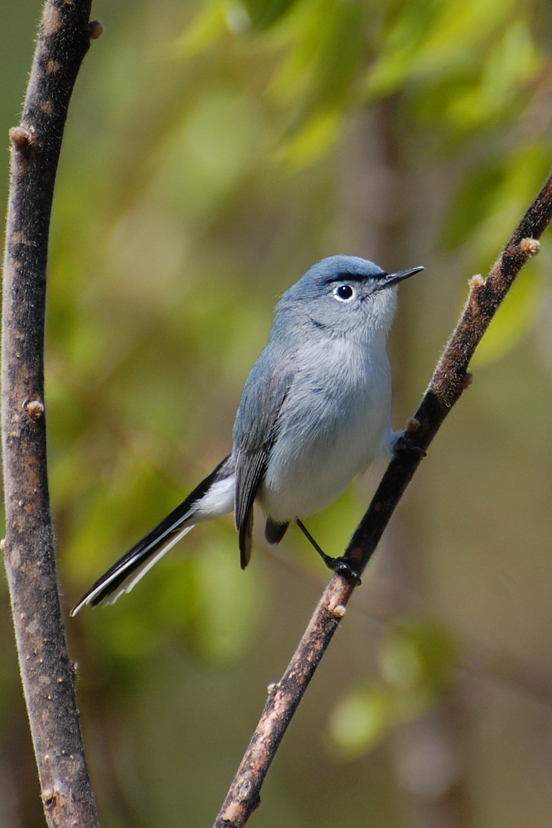 Blue-gray Gnatcatcher - ML639051333