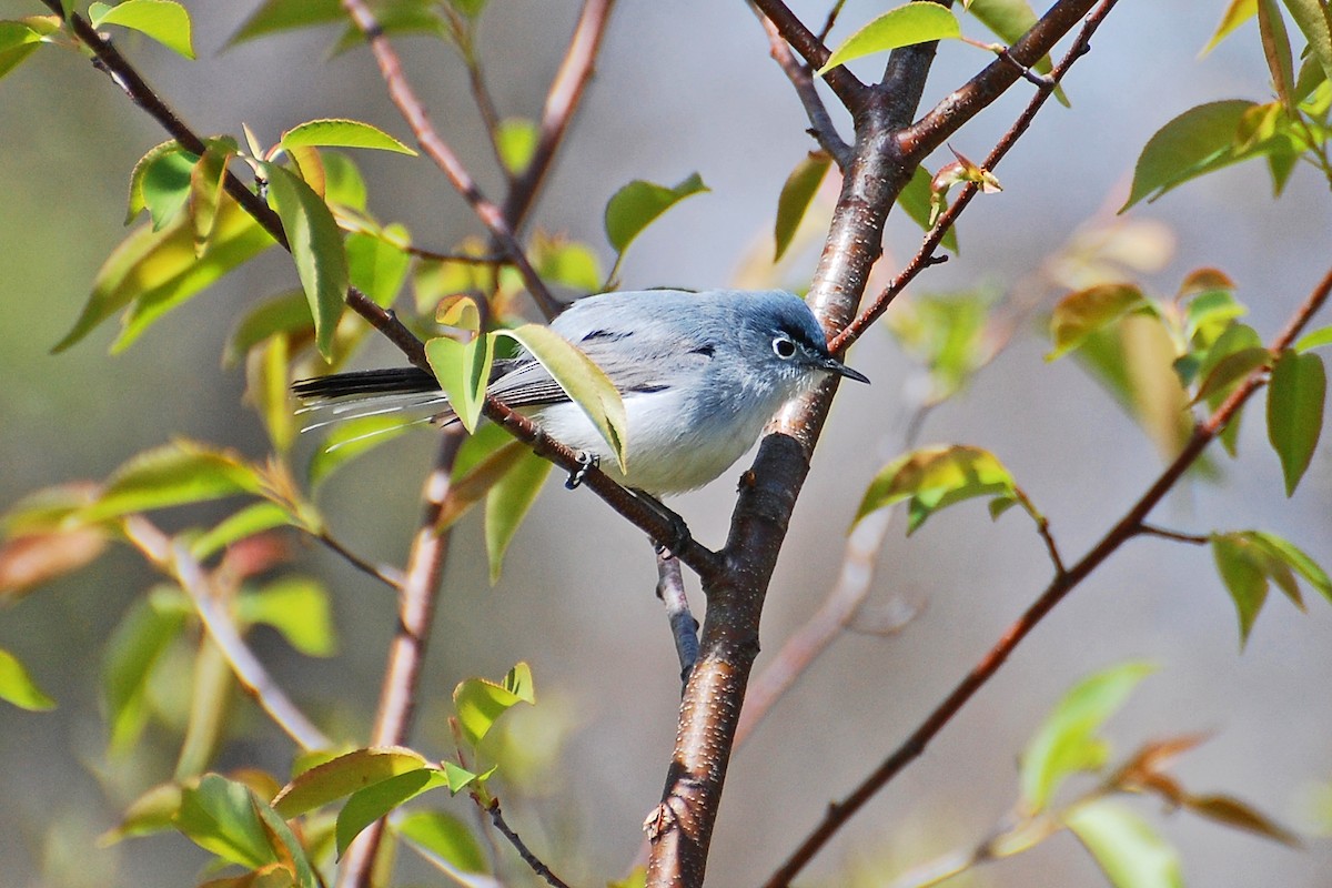 Blue-gray Gnatcatcher - ML639051334