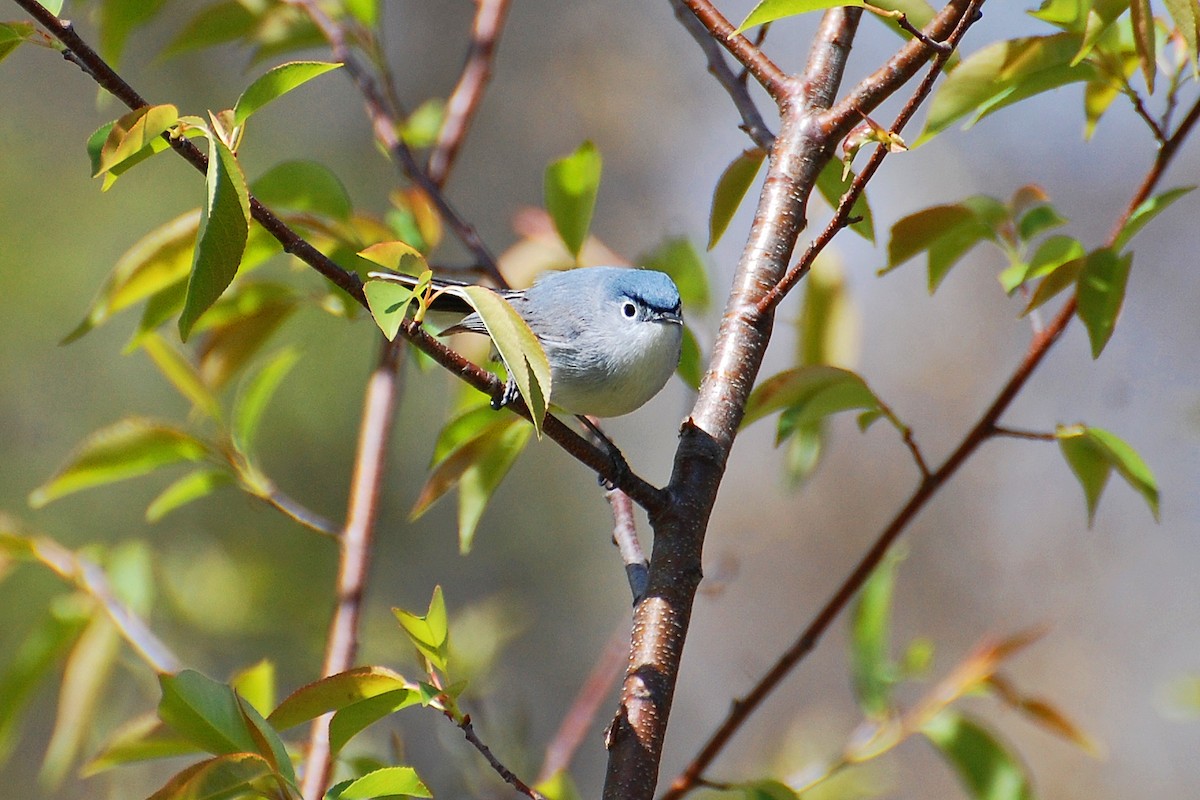 Blue-gray Gnatcatcher - ML639051335