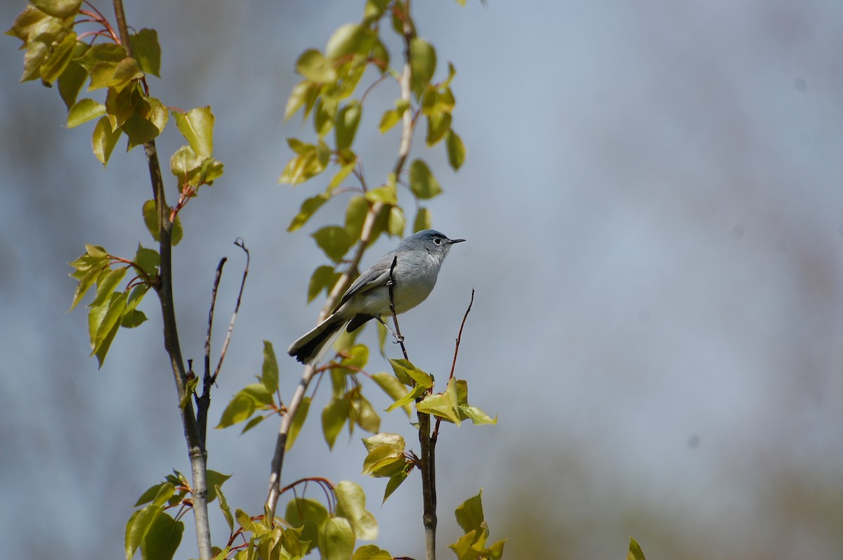 Blue-gray Gnatcatcher - ML639051336