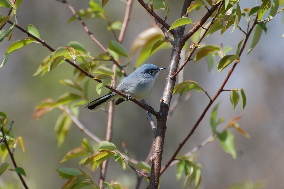 Blue-gray Gnatcatcher - ML639051337