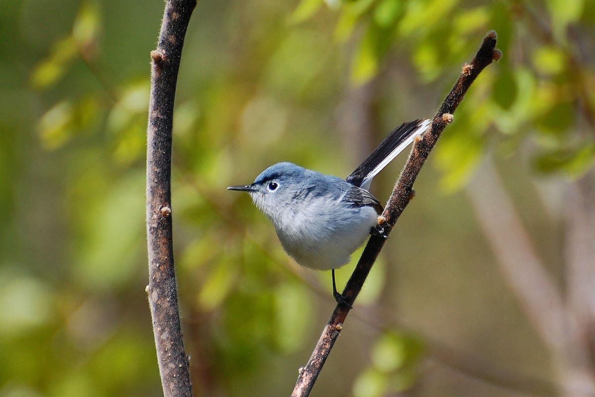 Blue-gray Gnatcatcher - ML639051338