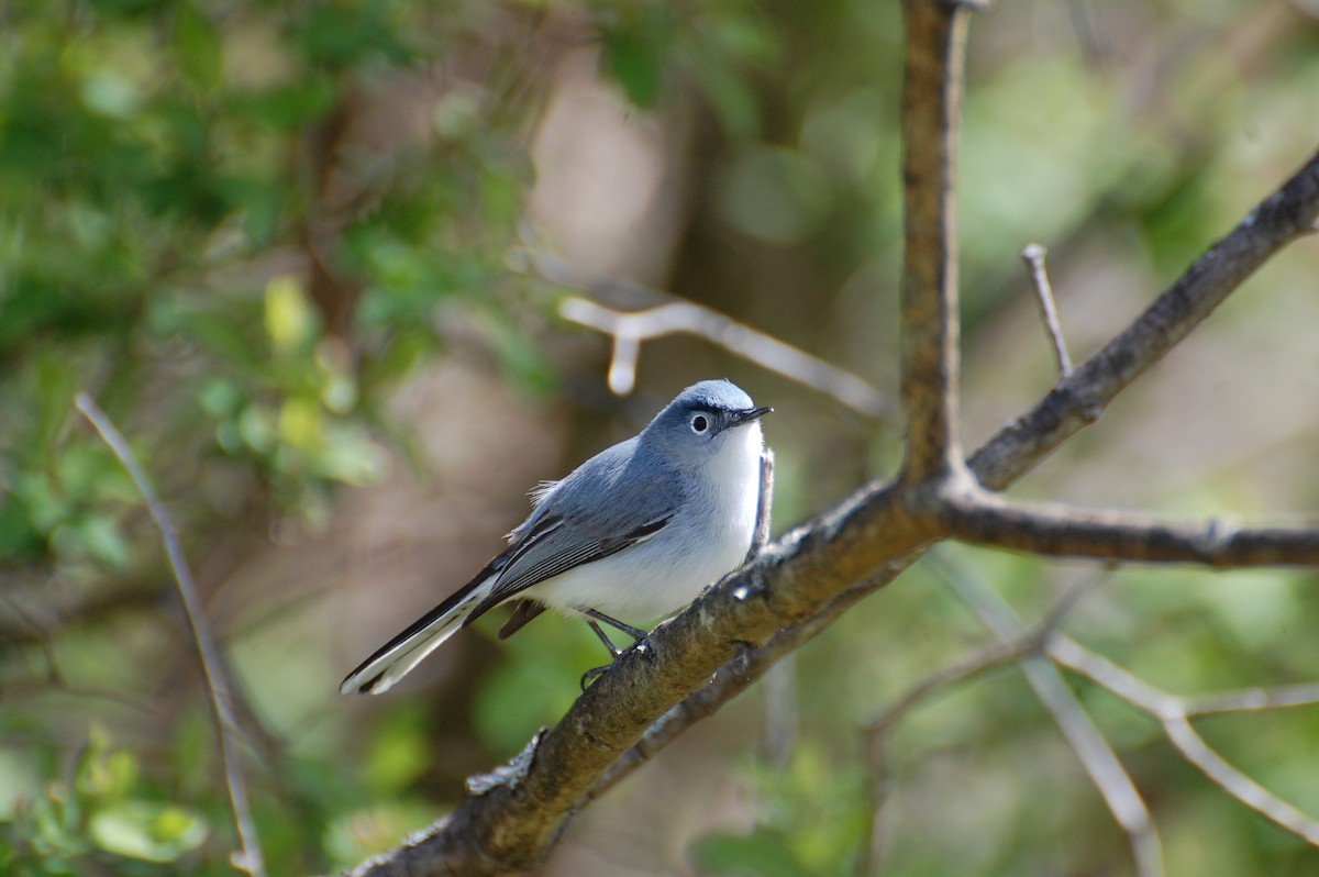 Blue-gray Gnatcatcher - ML639051339