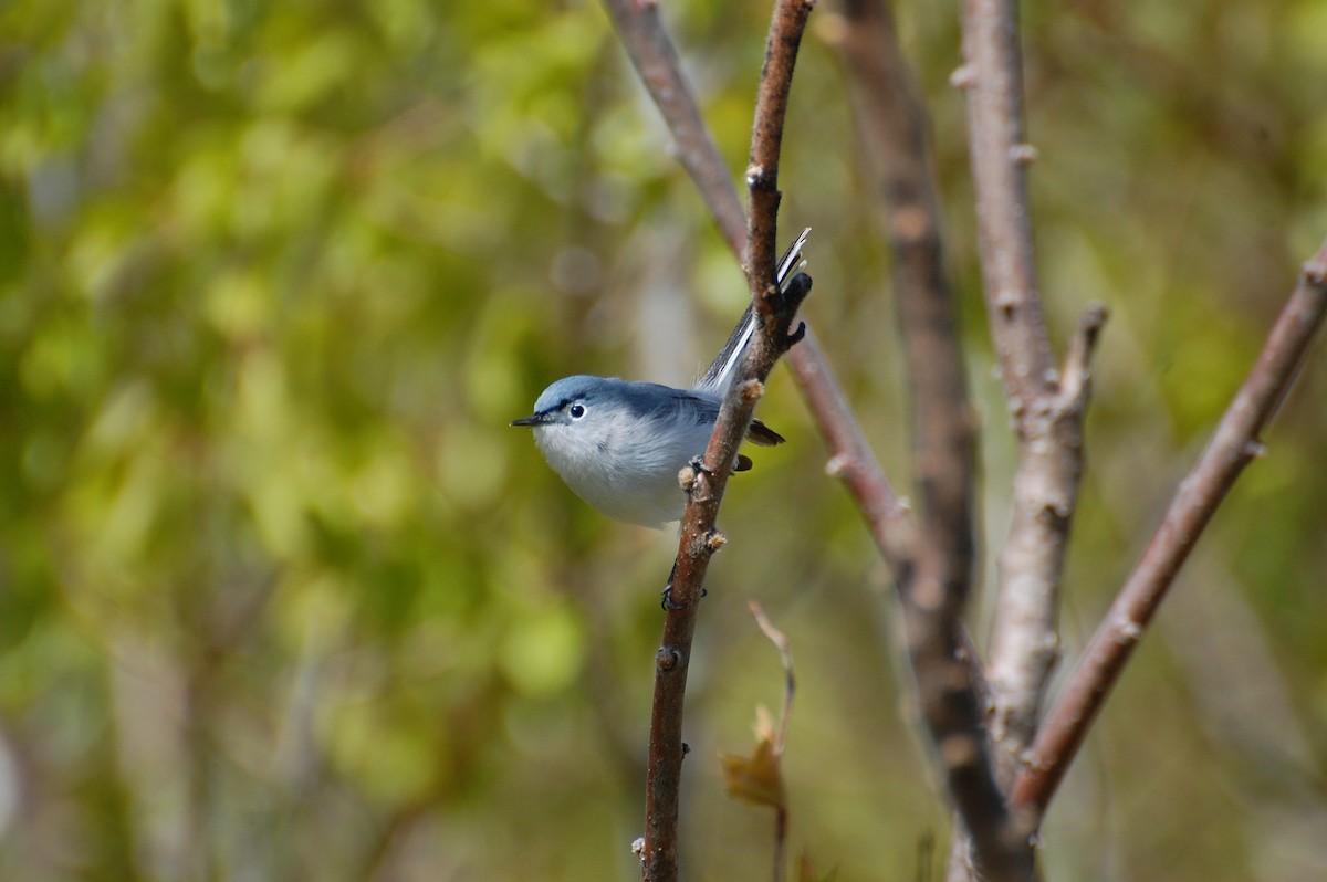 Blue-gray Gnatcatcher - ML639051340