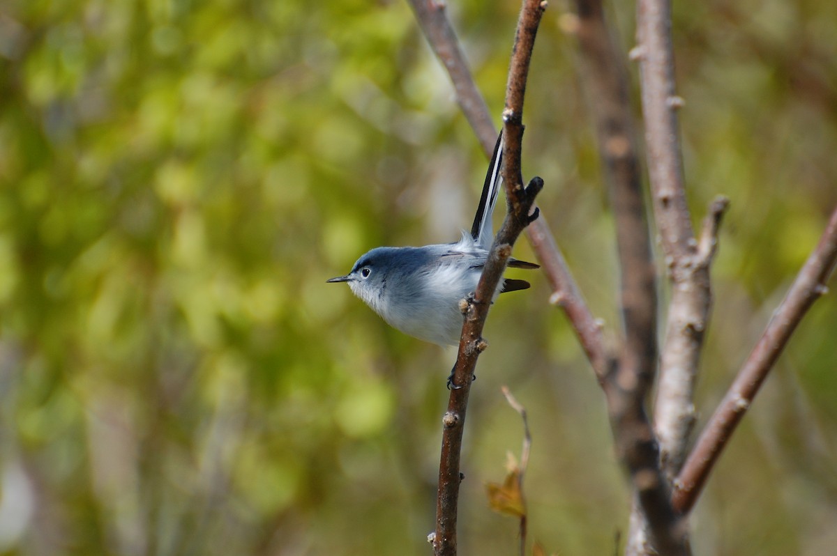 Blue-gray Gnatcatcher - ML639051341