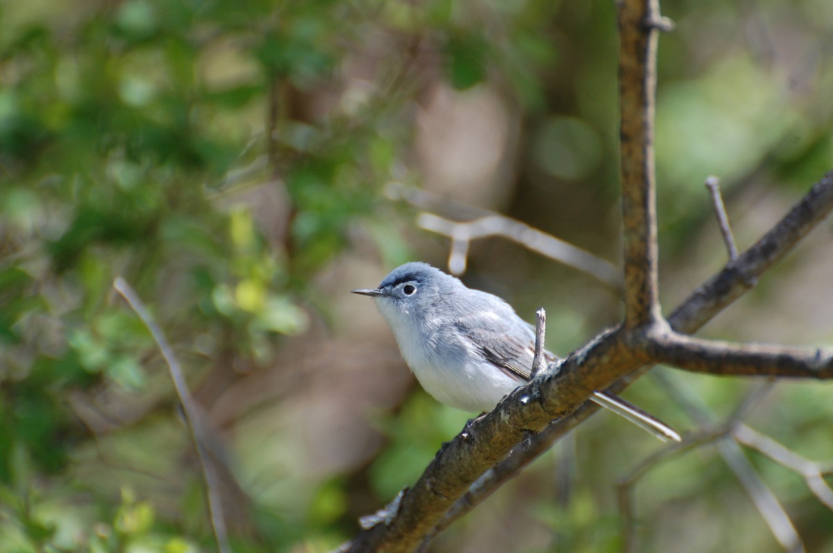 Blue-gray Gnatcatcher - ML639051342