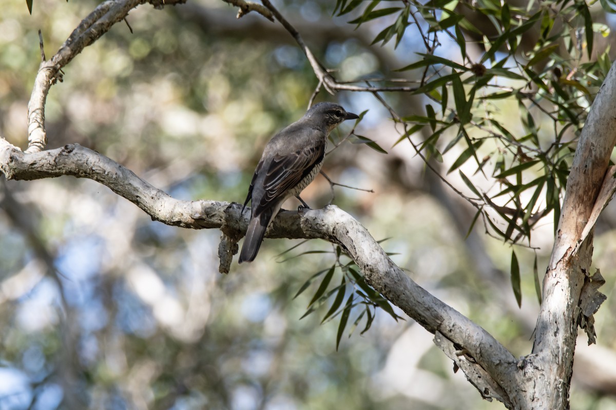 Sahul Cicadabird - ML639051360