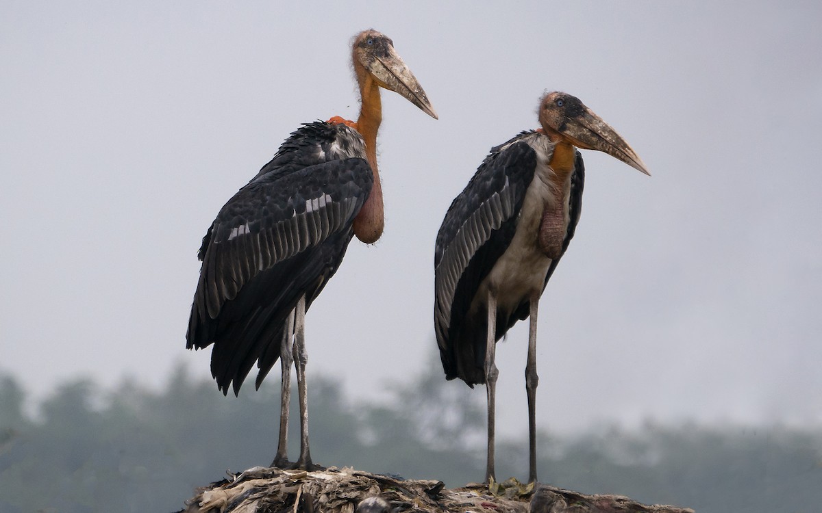 Greater Adjutant - ML639051379