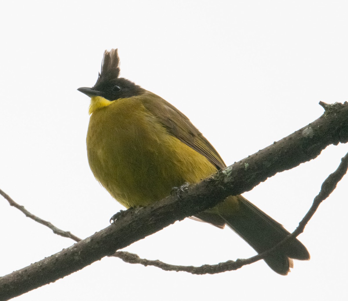 Bornean Bulbul - ML639051418