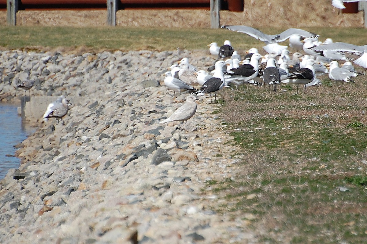 eBird Checklist - 27 Mar 2012 - Rochester WTP (CLOSED ON WEEKENDS ...