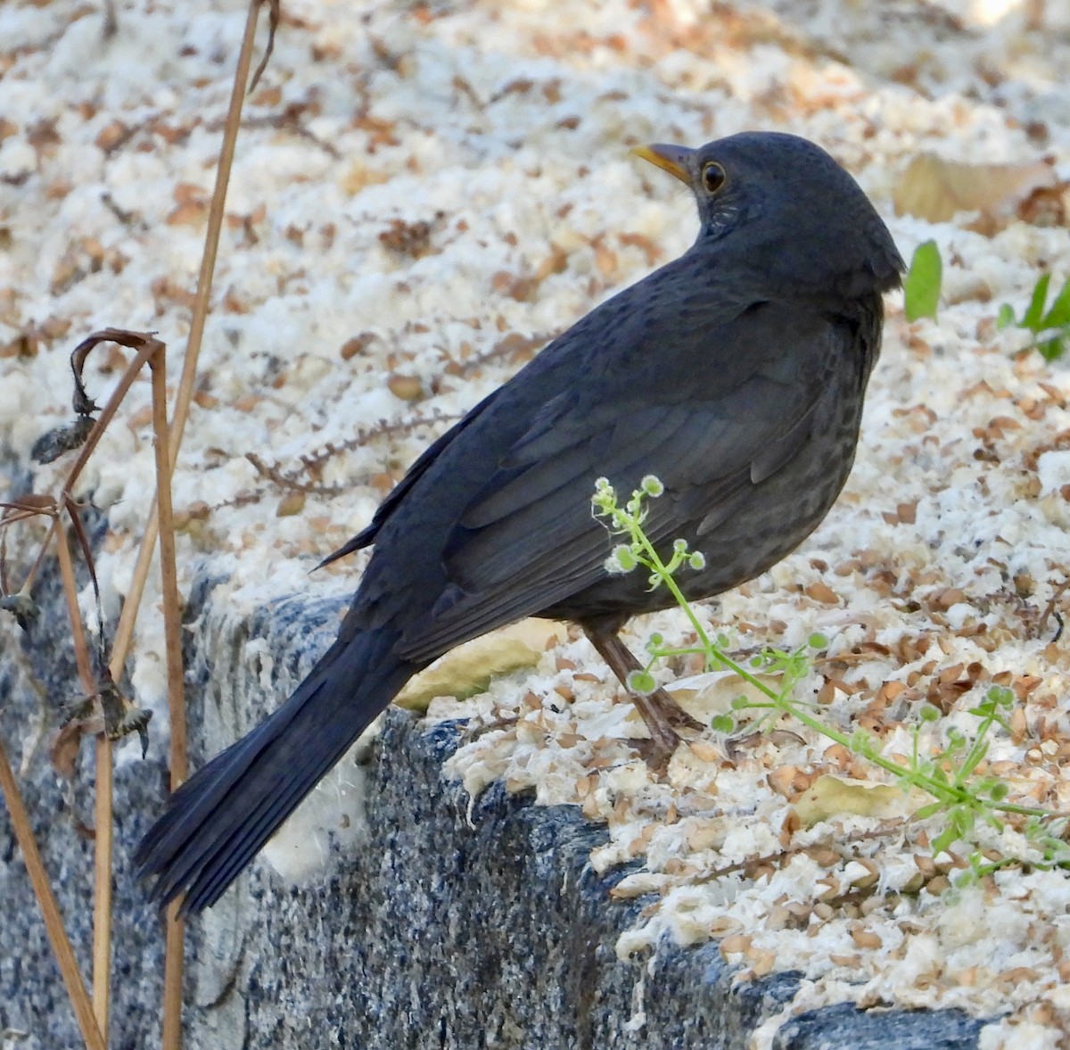 Eurasian Blackbird - ML639051528