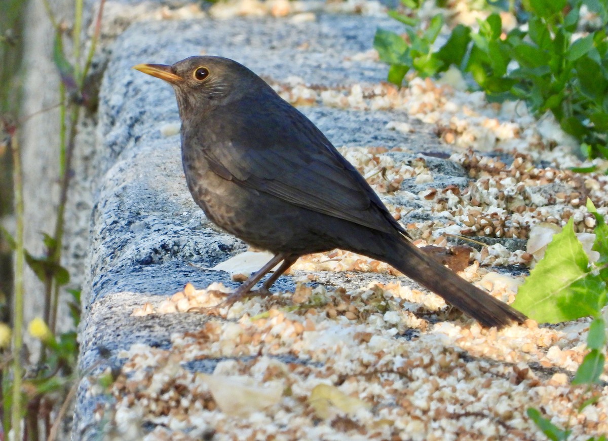 Eurasian Blackbird - ML639051533