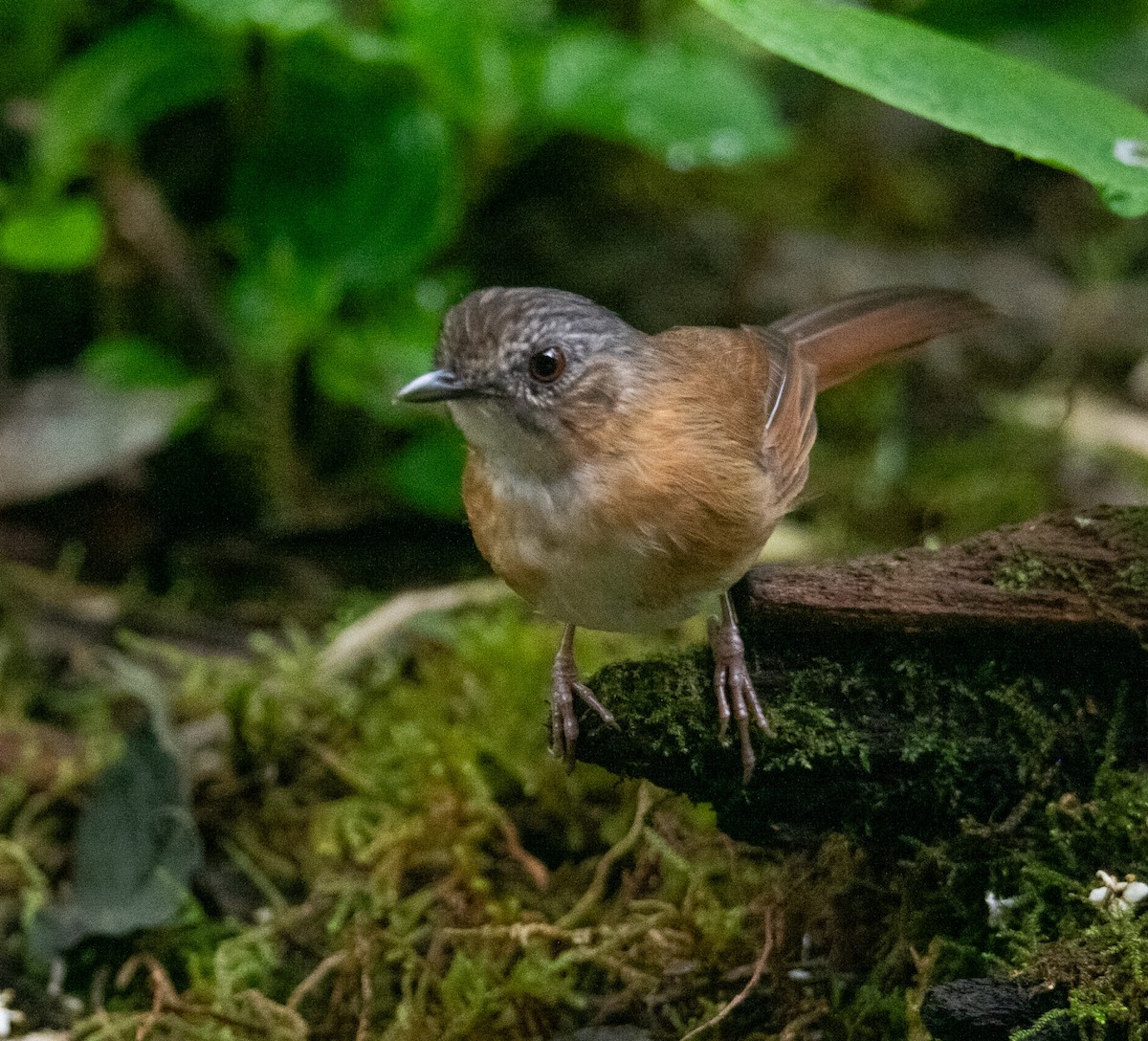 Temminck's Babbler - ML639051542