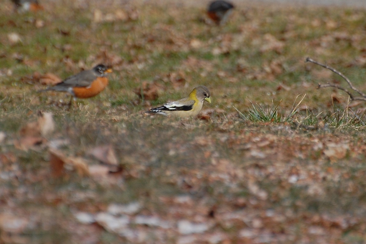 Evening Grosbeak - ML639051569