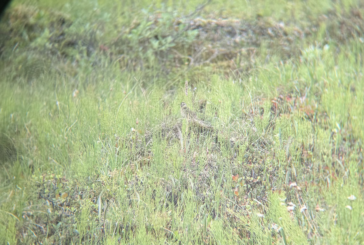 Smith's Longspur - ML639051659
