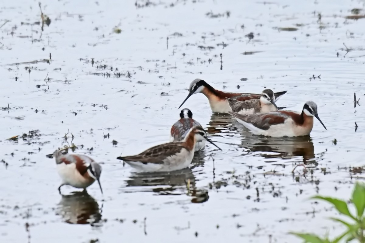 Wilson's Phalarope - ML639051694