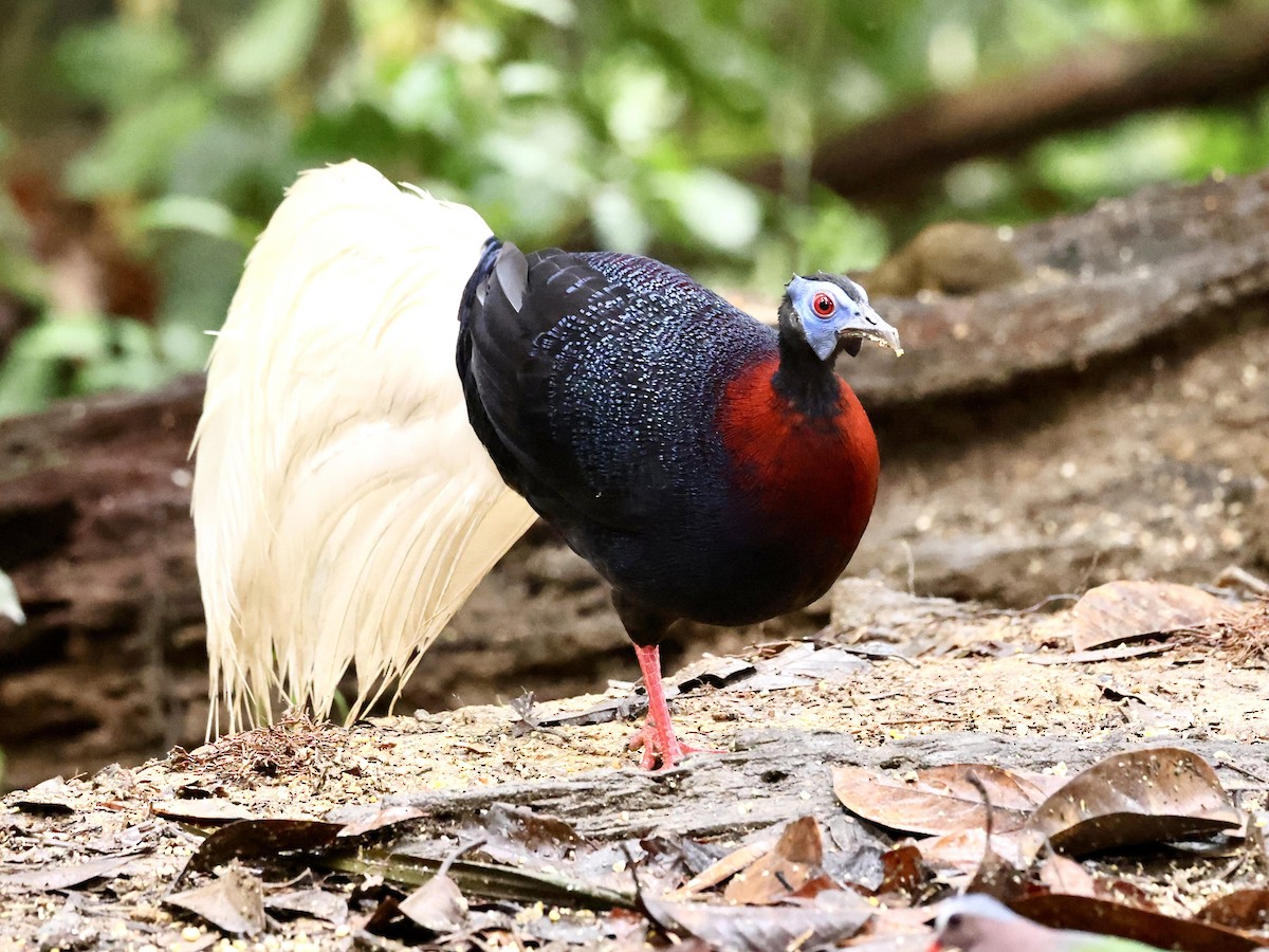 Bulwer's Pheasant - ML639051704