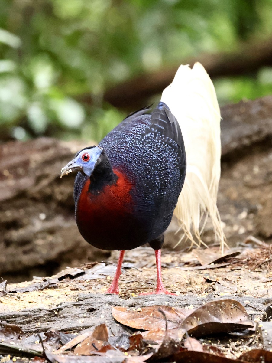 Bulwer's Pheasant - ML639051705