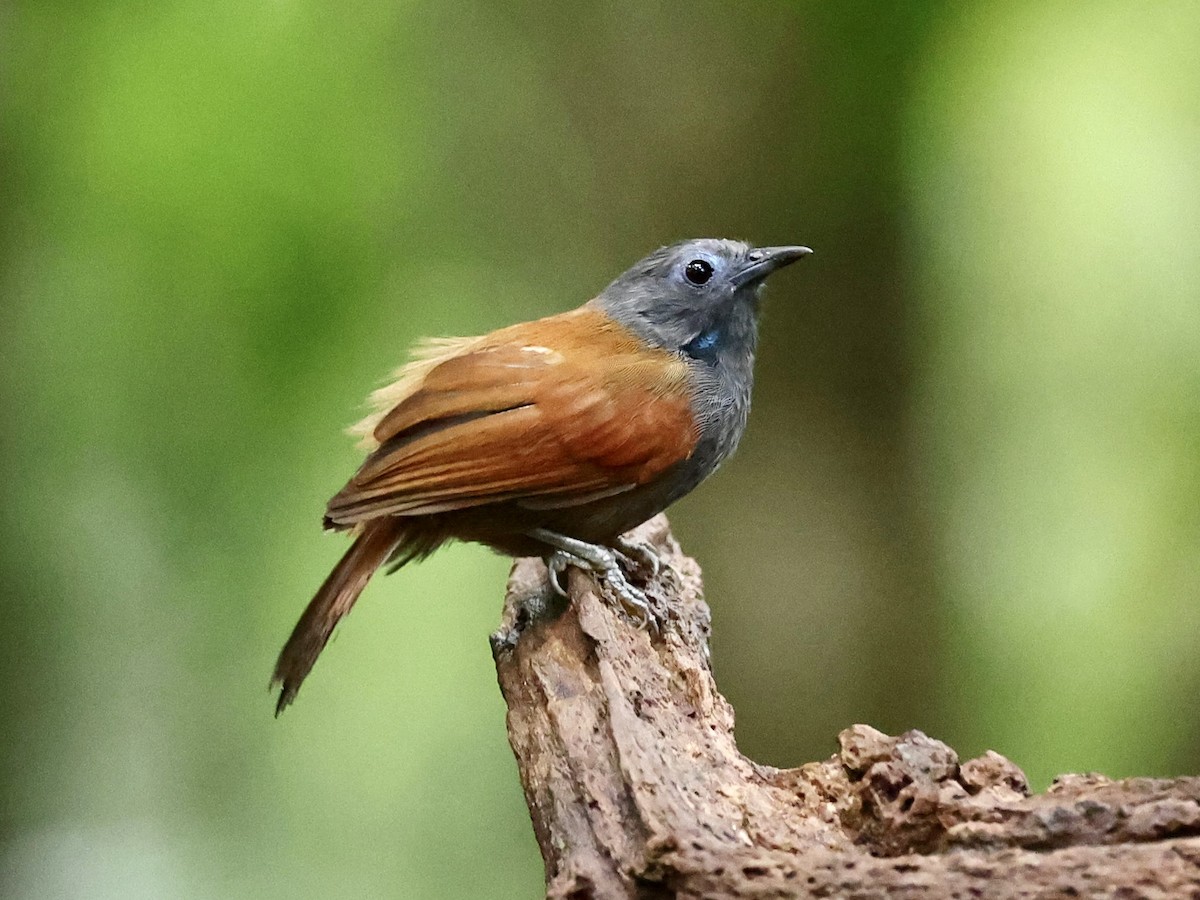 Gray-hooded Babbler - ML639051713