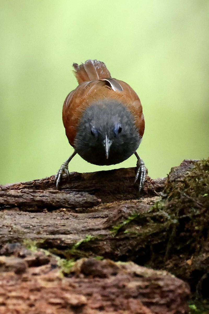 Gray-hooded Babbler - ML639051714