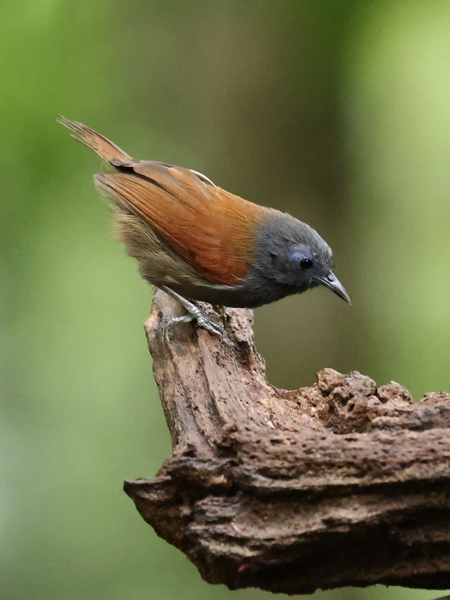 Gray-hooded Babbler - ML639051715