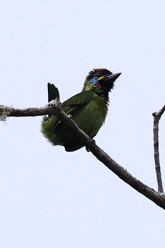 Bornean Barbet - ML639051730