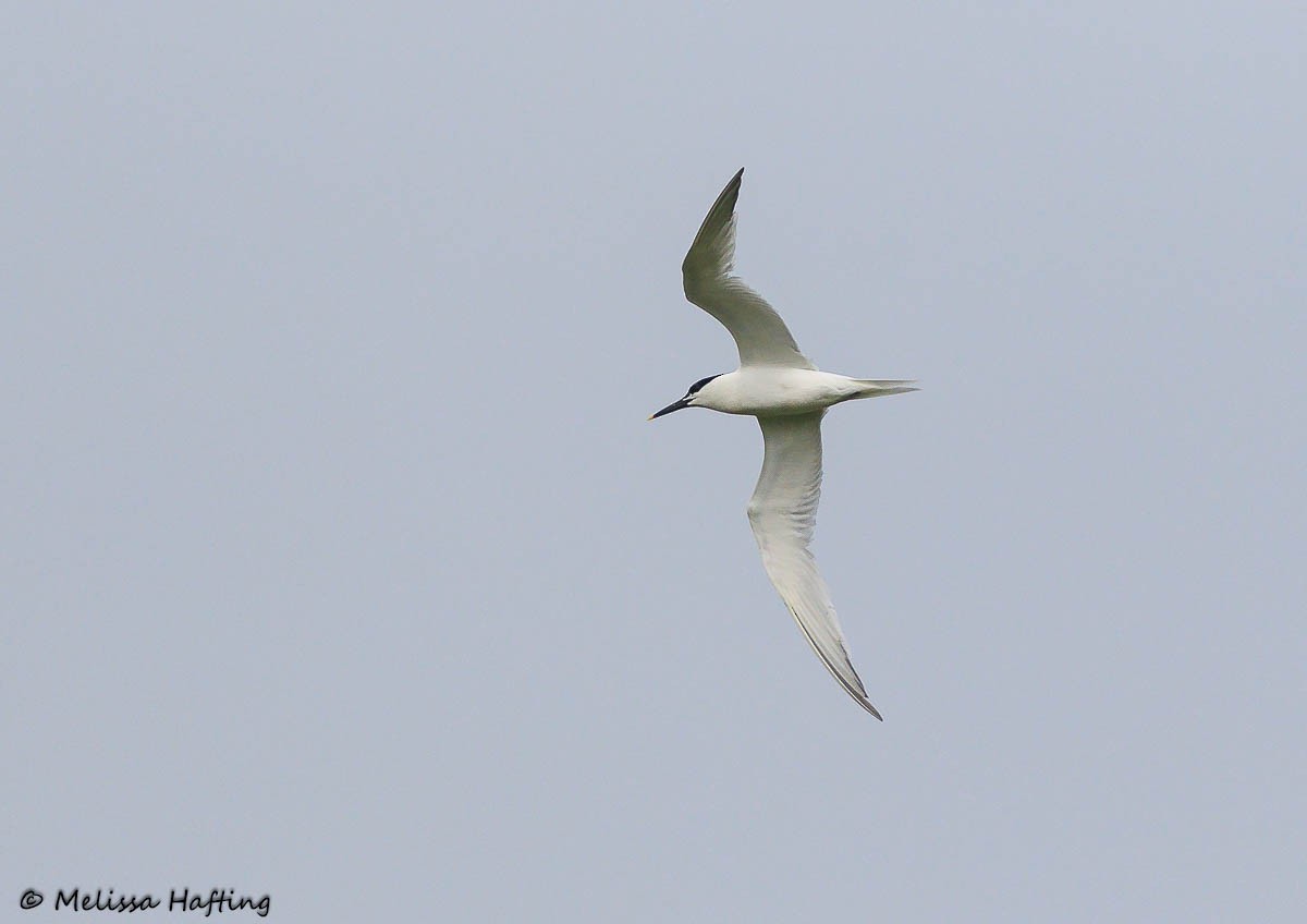 Sandwich Tern (Eurasian) - ML639051732