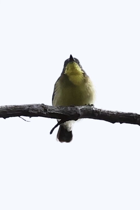 Golden-bellied Gerygone - ML639051735