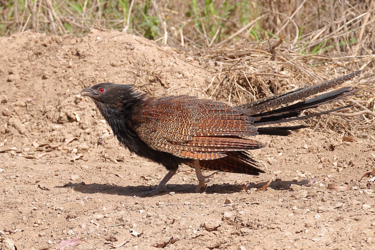 Pheasant Coucal - ML639051737