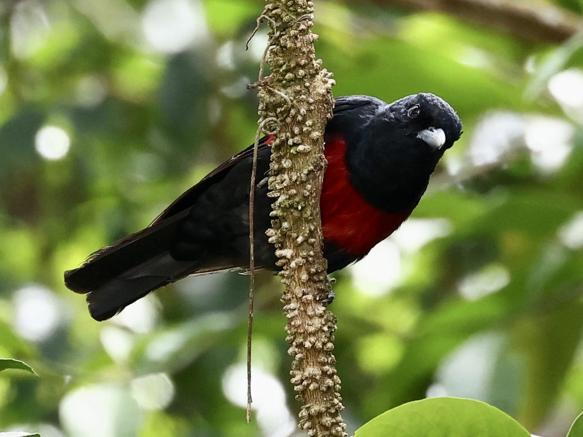Black-and-crimson Oriole - ML639051738