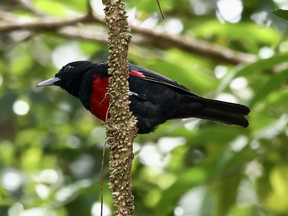 Black-and-crimson Oriole - ML639051739