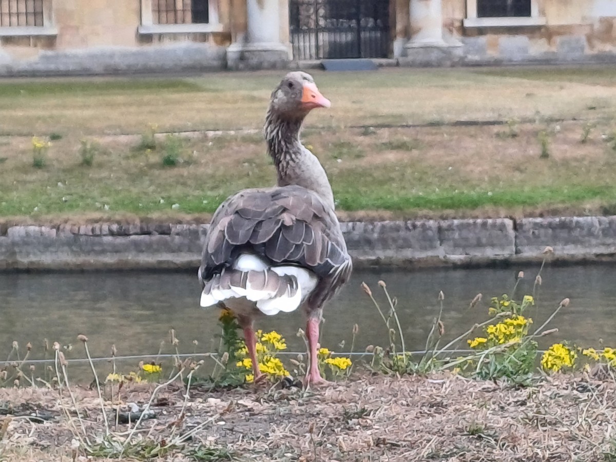 Graylag Goose - ML639051745